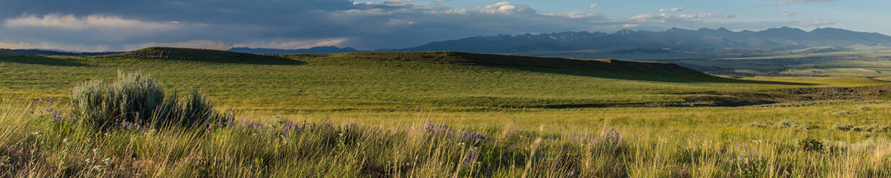 Montana field