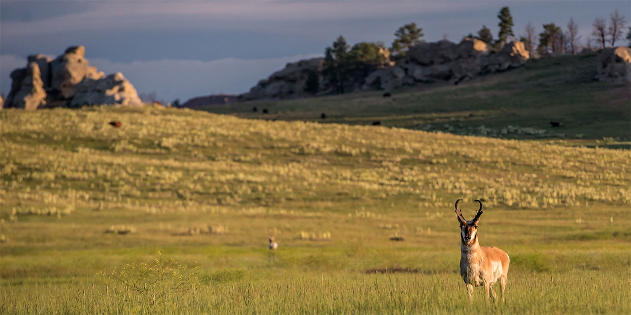 pronghorn in field