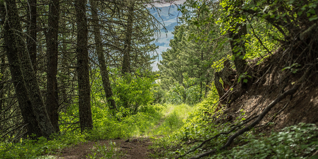 Montana forest