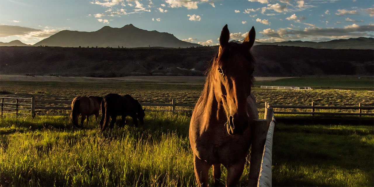 Horse