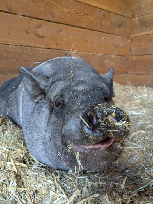 Henry the rescue pig