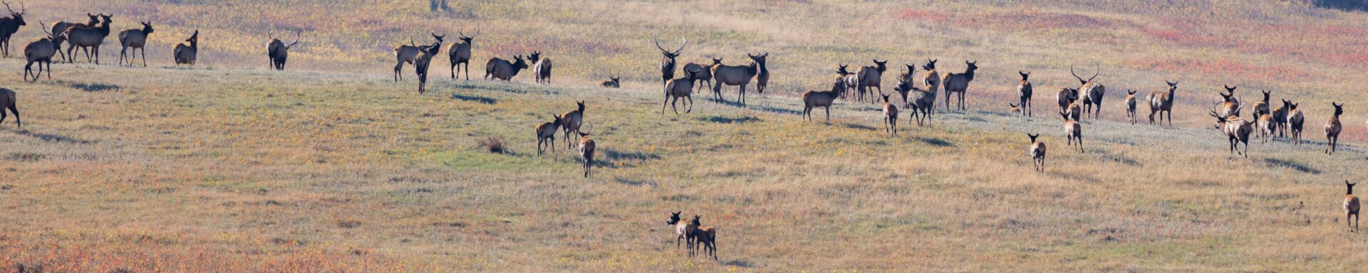 Wildlife herd