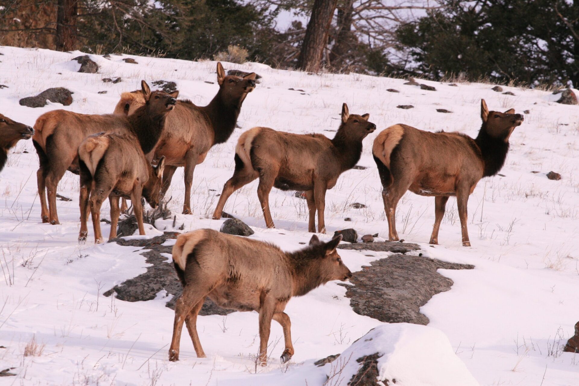 Herd of elk in wintertime.