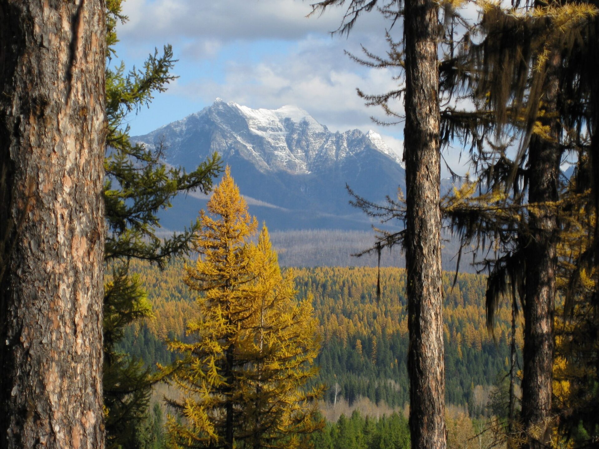 Forestland on the property