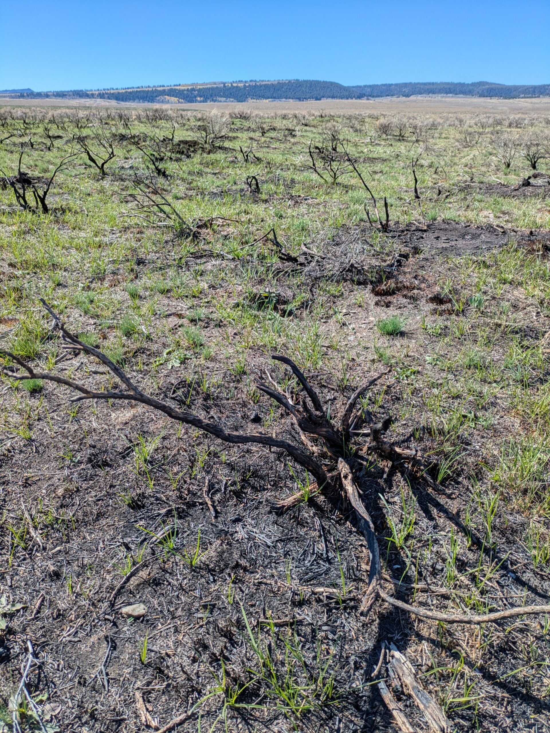 burned sagebrush