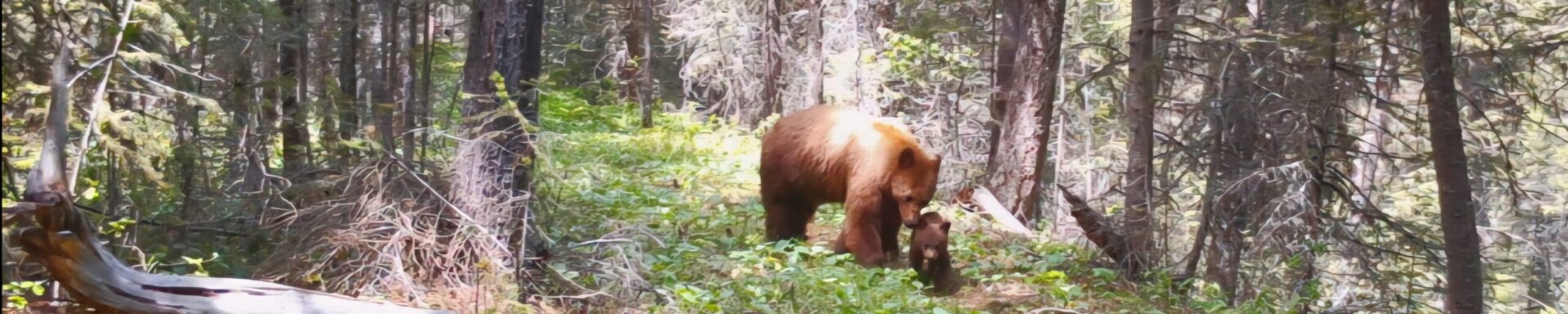 Grizzly mother and cub in forest