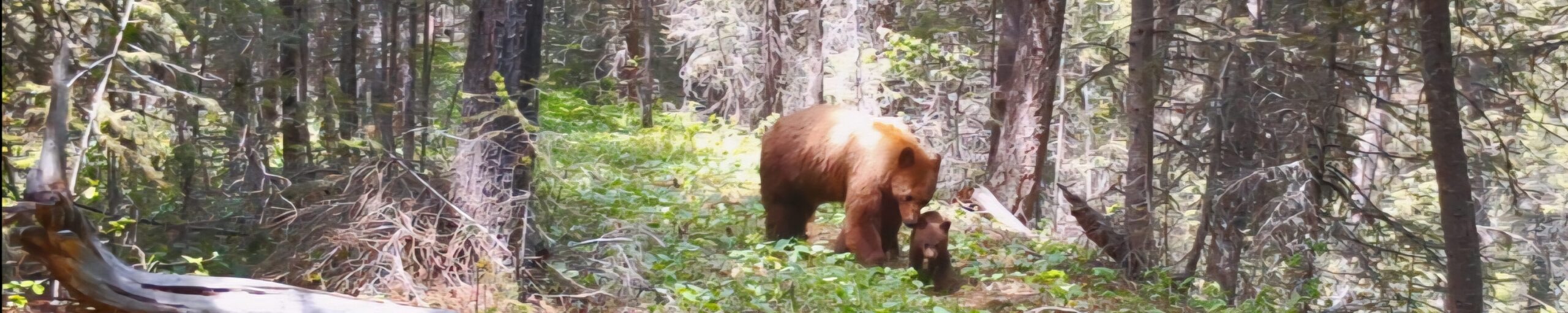 Grizzly mother and cub in forest