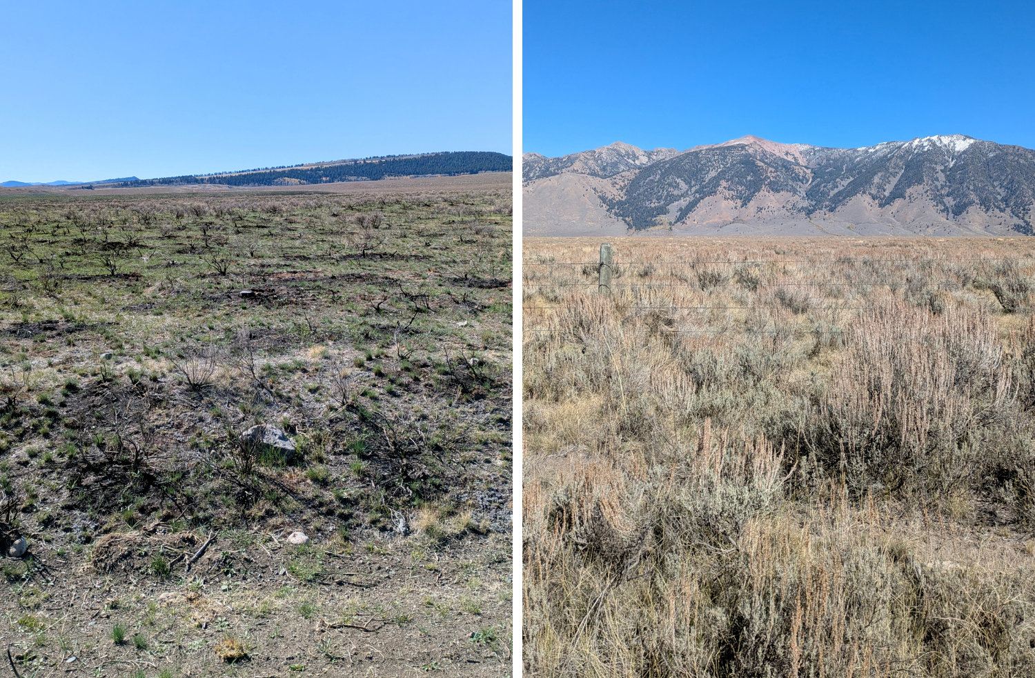 Comparison of two parcels of adjacent land -- one that burned; one that did not.