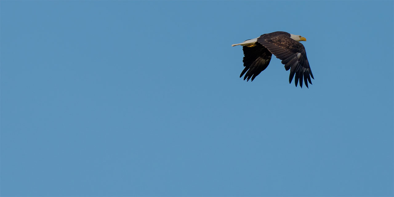 Soaring bald eagle