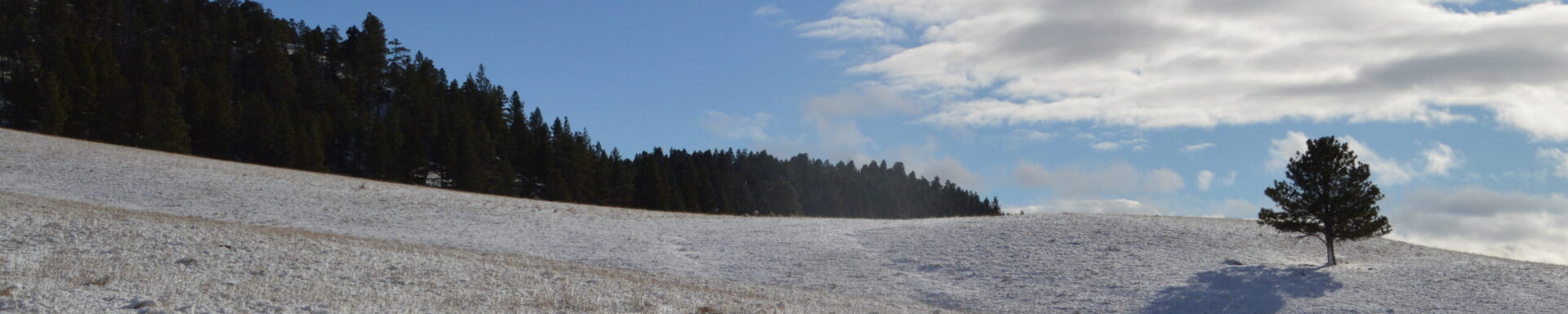 snow covered vista with conifer treeline in background