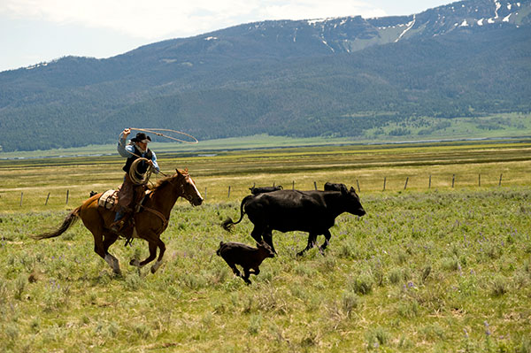 cowboy roping cattle while riding a horse.