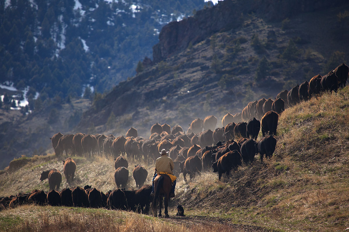 Cattle drive on the Sieben Ranch