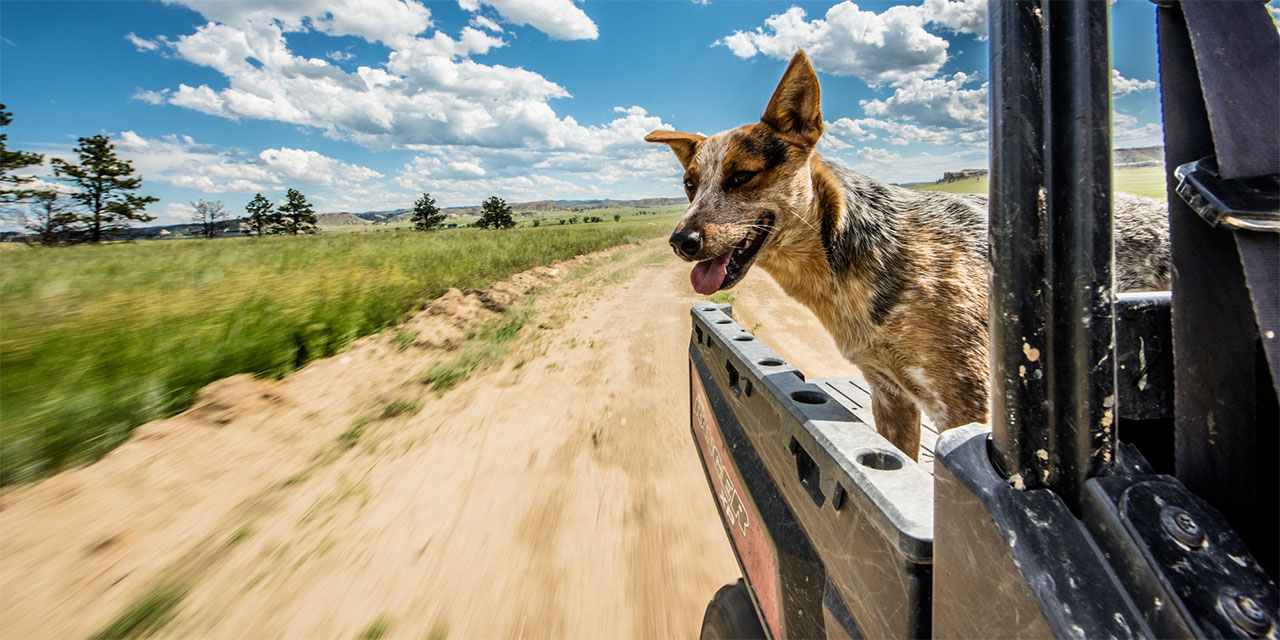 dog riding happily in a flatbad truck on a sunny day
