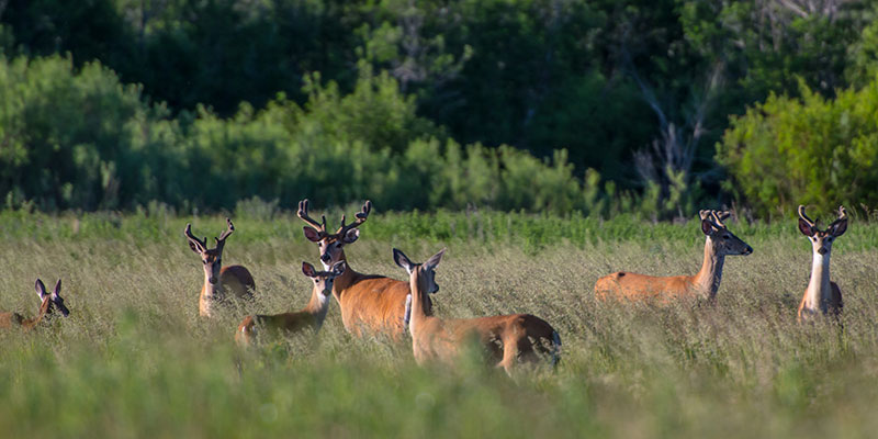 Herd of deer in a grassy field